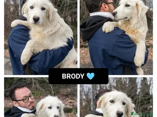 Altre razze cani brody - Annuncio 7