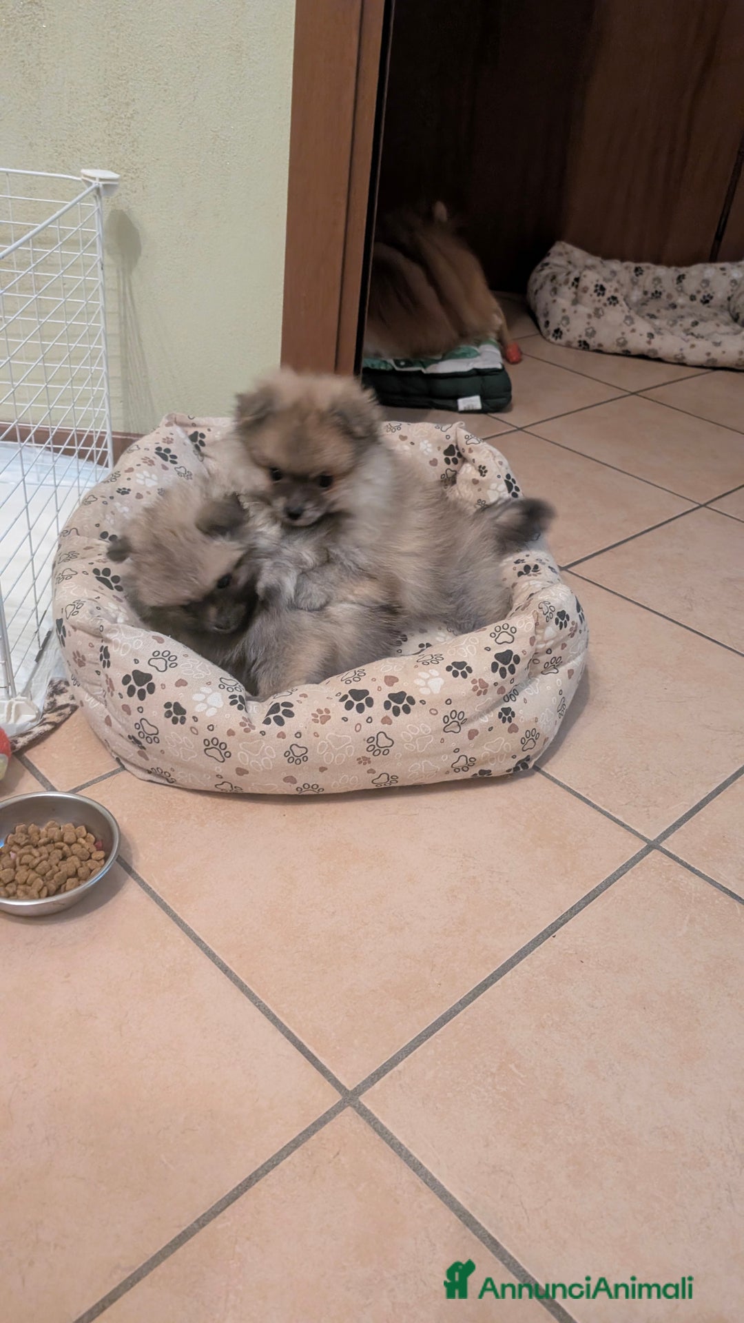 Volpino Pomerania cani in vendita: Volpino pomerania pedigree - Annuncio 2