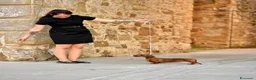 Bassotto cani in vendita: bassotti nani pelo corto - Annuncio 2