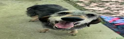 Meticcio cani in regalo: Porthos 5 anni Taglia media  - Annuncio 1