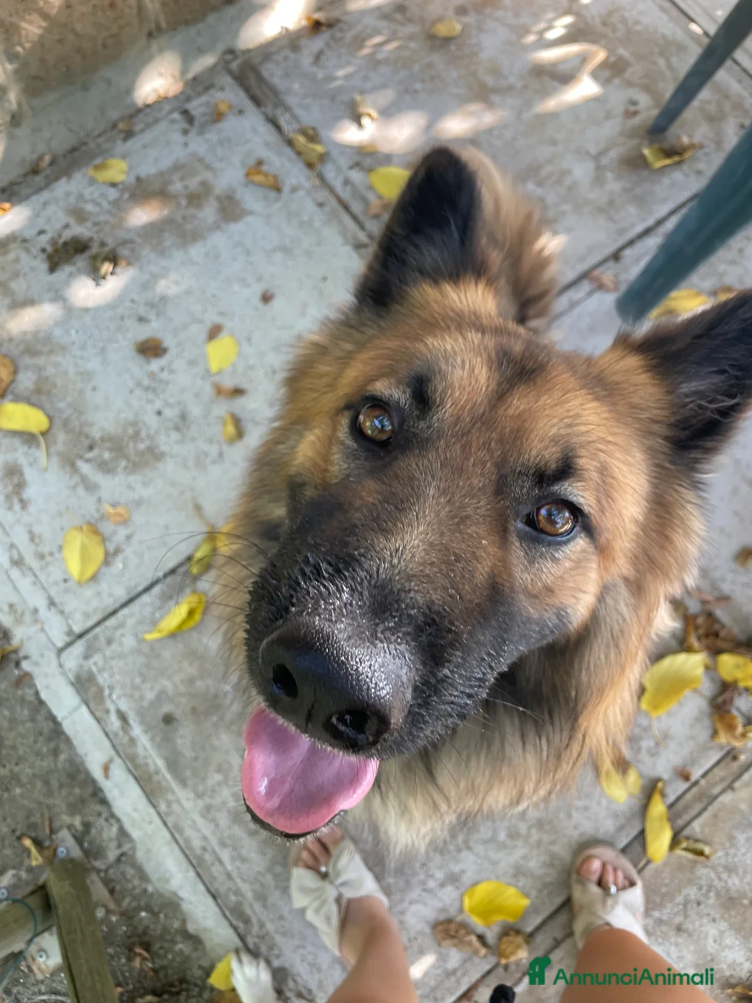 Meticcio cani per accoppiamento: Cerco femmina per accopiamento - Annuncio 11