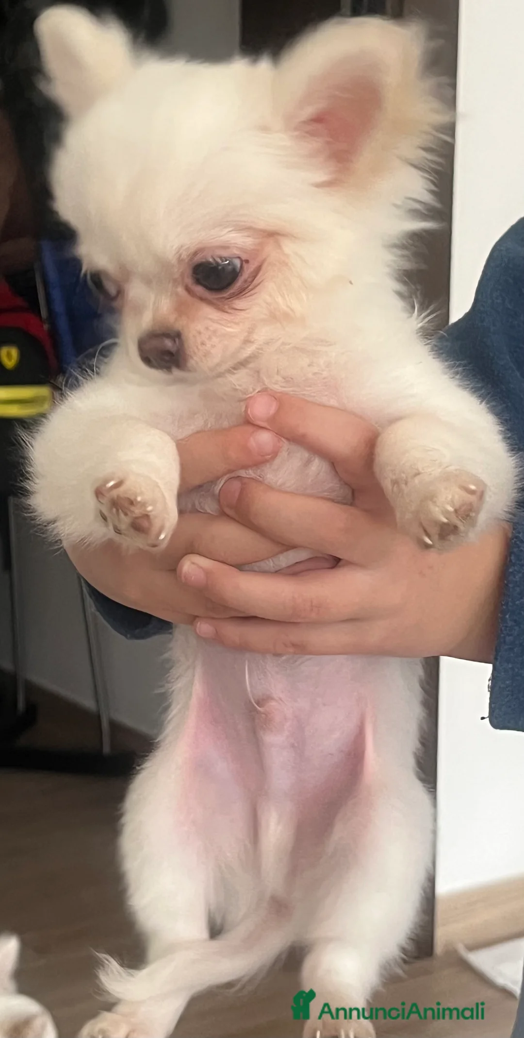 Chihuahua cani in vendita: Chihuahua con pedigree - Annuncio 4