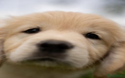 Golden Retriever cani in vendita: cuccioli di golden retriever a Provincia di Rovigo - Immagine 11