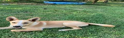 Meticcio cani in regalo: Donato 10mesi kg10 aspetta da cucciolo.SALERNO - Annuncio 2