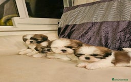 Shih Tzu cani in vendita: Cuccioli di Shih Tzu in vendita a Città metropolitana di Milano - Immagine 7