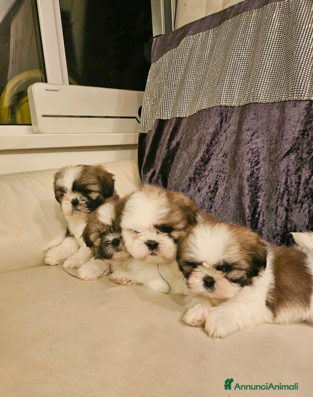 Shih Tzu cani in vendita: Cuccioli di Shih Tzu in vendita a Città metropolitana di Milano - Immagine 7
