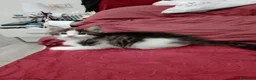 Maine Coon gatti in vendita: Gattina tipo MaineCoon - Annuncio 5
