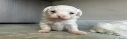 Maltese cani in vendita: Vendo maltesi - Annuncio 26