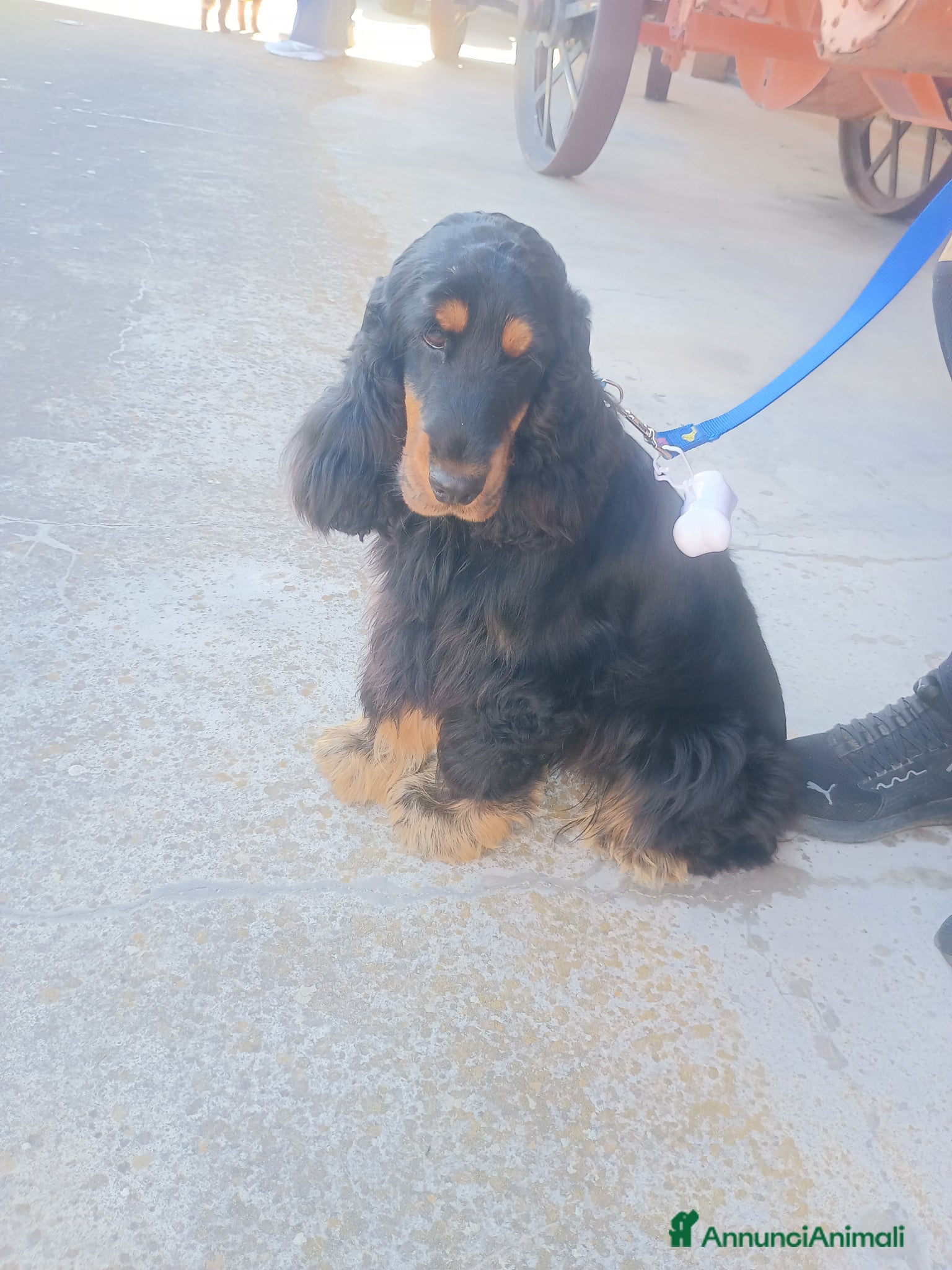 Cocker cani Cedo cocker di due anni - Annuncio 2