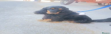 Cocker Cucciolo 1