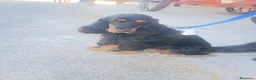 Cocker cani in vendita: Cedo cocker di due anni - Annuncio 1