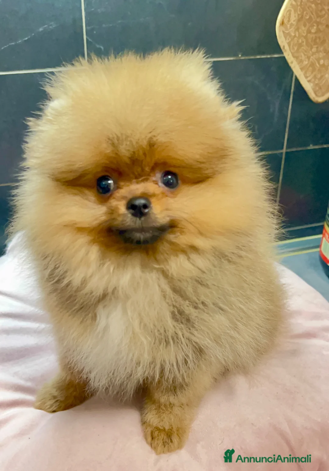 Spitz cani in vendita: Spitz Pomerania nano  - Annuncio 2