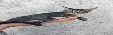 Falchetto