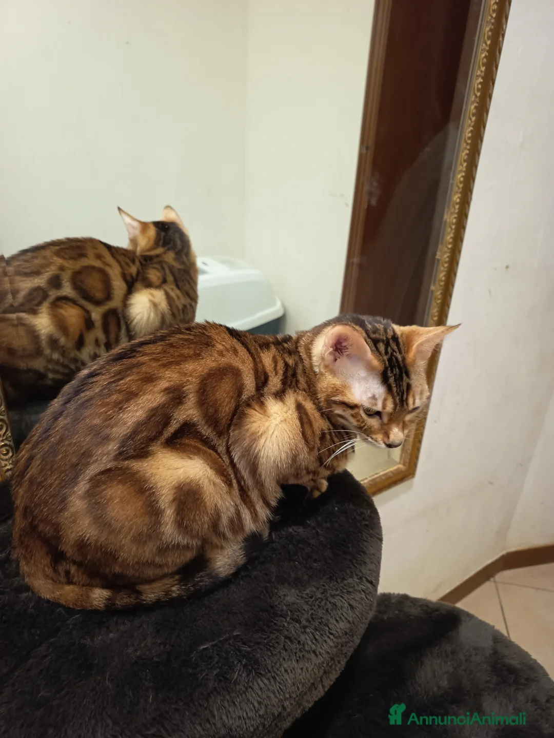 Bengala gatti in vendita: feminuccia Bengala  - Annuncio 5