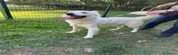 Pastore Svizzero cani in regalo: Gucci, uno splendido pastore svizzero - Annuncio 5