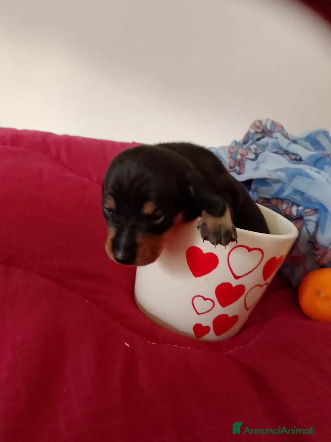 Bassotto cani in vendita: Bassotti puri  - Annuncio 9