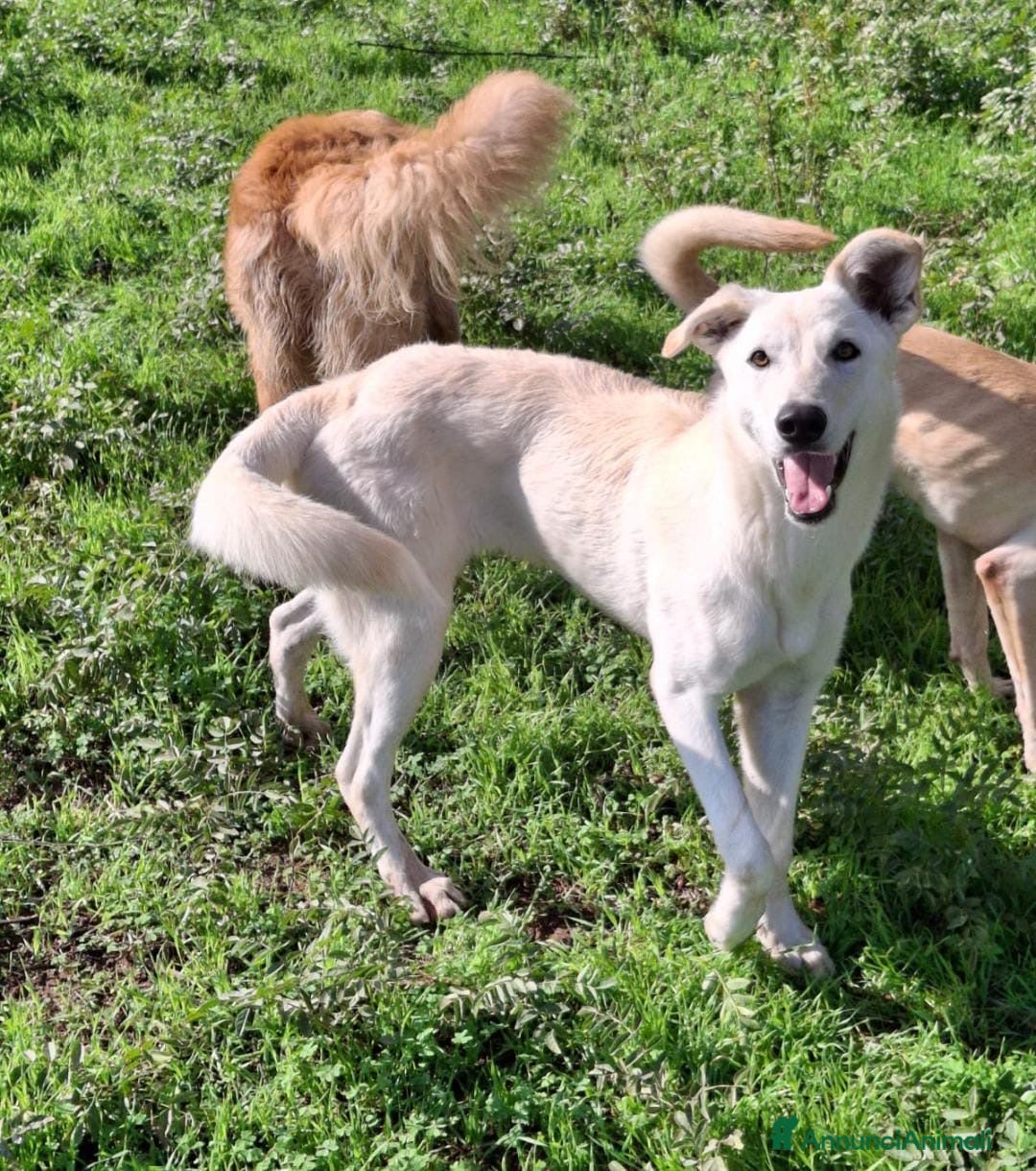 Meticcio cani in regalo: ERIS 🩷 - cucciola che sta crescendo in rifugio 🥺 - Annuncio 4