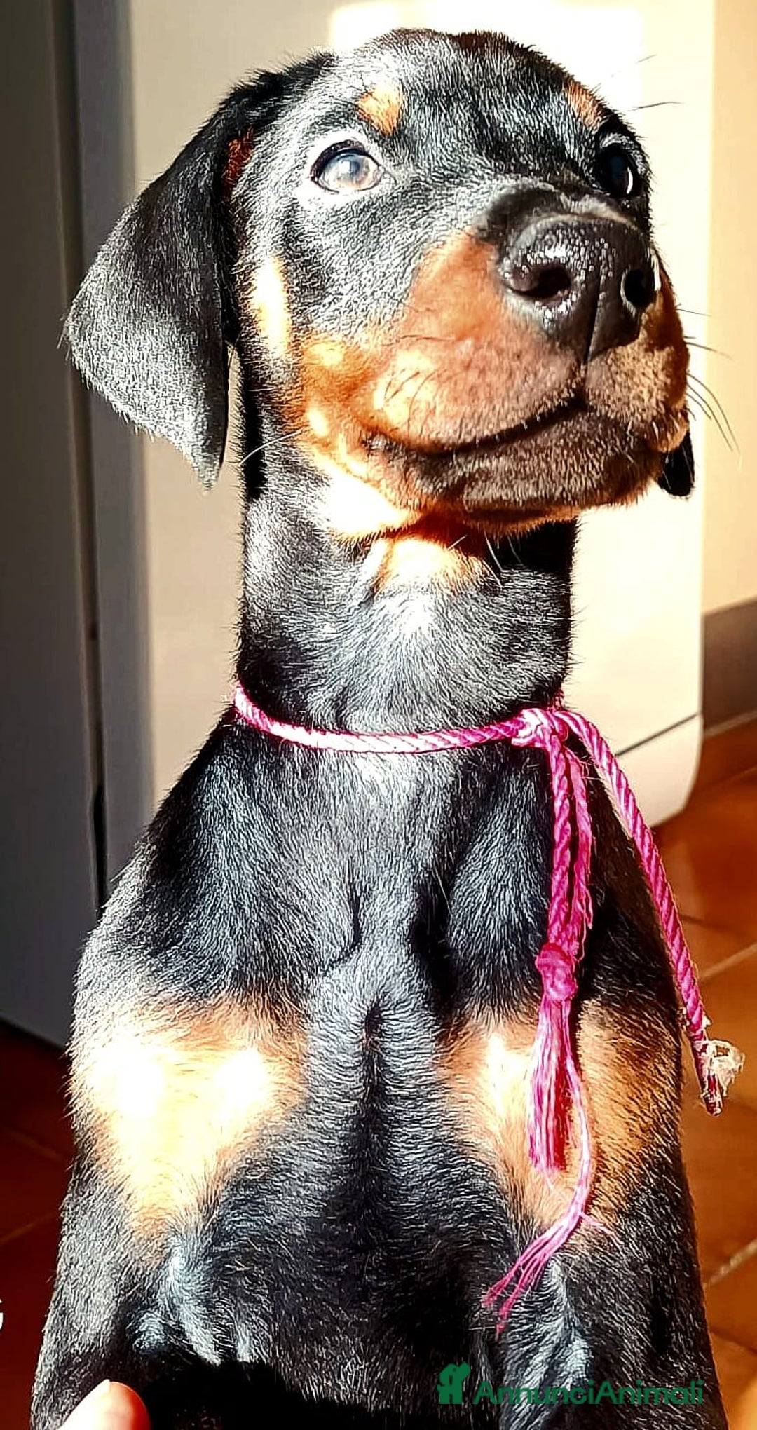 Dobermann cani in vendita: Cuccioli dobermann cercano casa 💞 - Annuncio 1