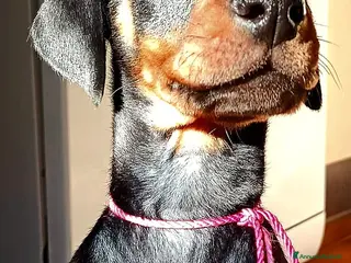 Dobermann cani Cucciole dobermann cercano casa 💞 - Annuncio 22