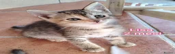 Altre razze gatti in regalo: GATTINI ESCLUSI E SOLI a Città Metropolitana di Genova - Annuncio 9