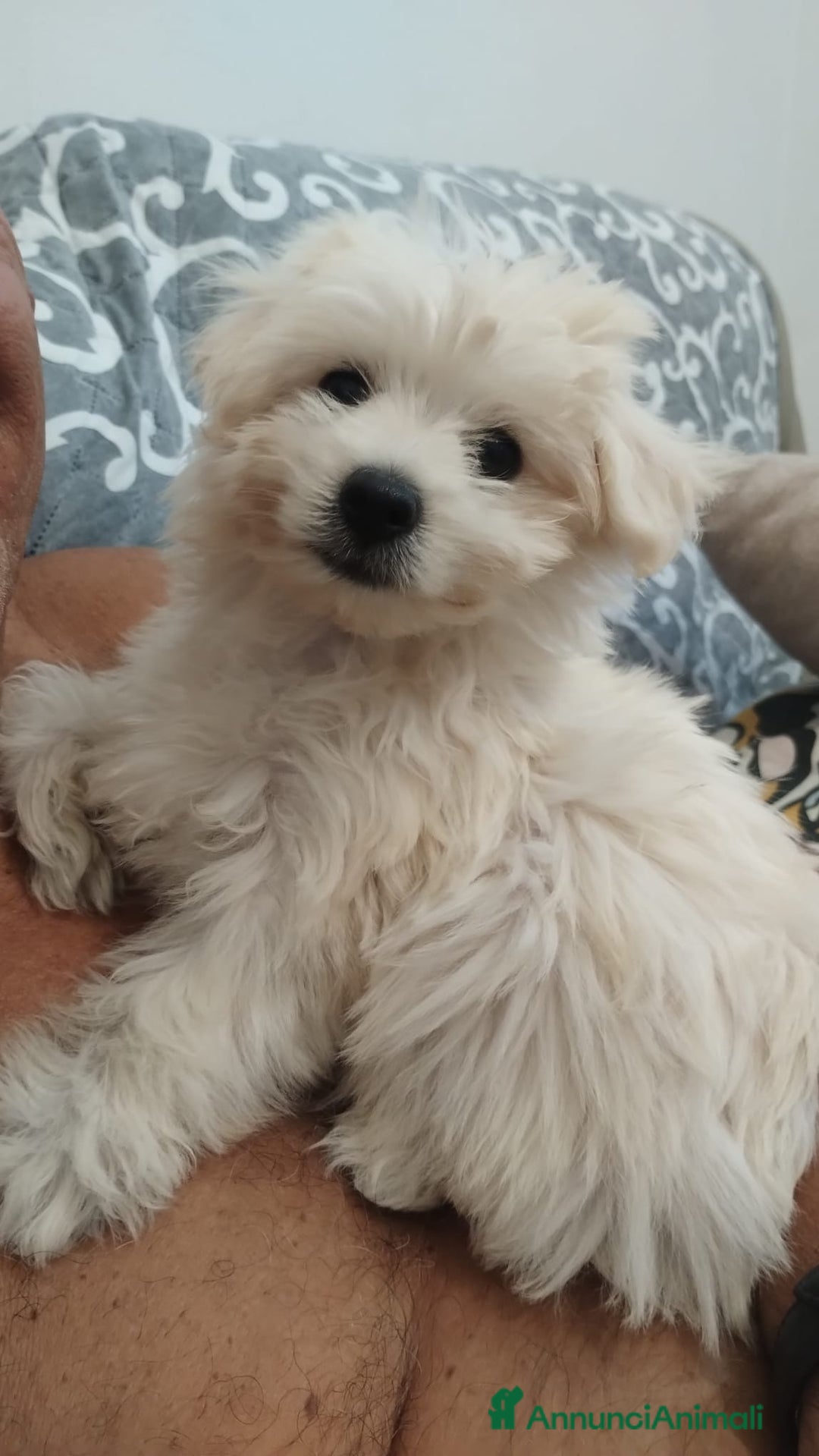 Maltese cani in vendita: Maltese toy maschio a Province of Prato - Immagine 5