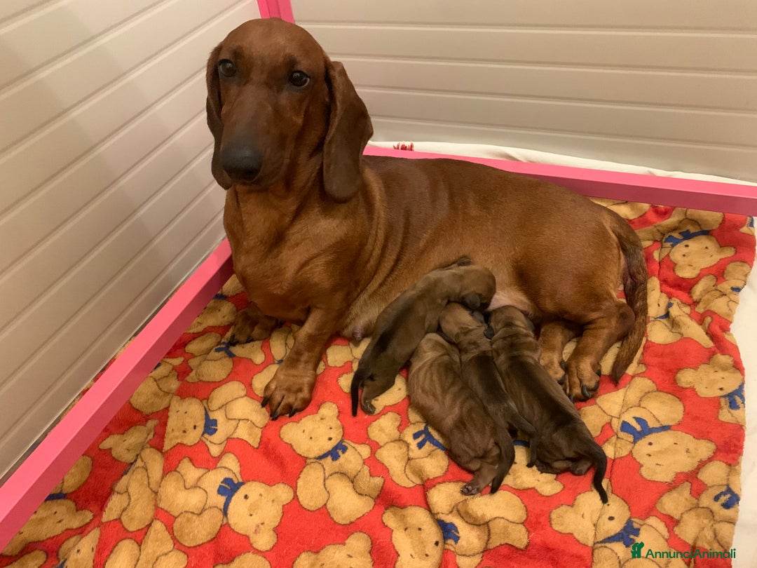 Bassotto cani in vendita: CUCCIOLO BASSOTTO STANDARD PELO CORTO - Annuncio 2