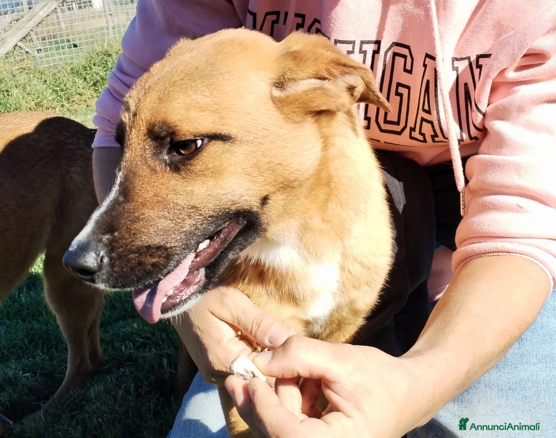 Pastore Tedesco cani VULCANO mini pastorello  a Provincia di Latina - Annuncio 4