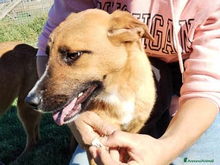 Pastore Tedesco cani VULCANO mini pastorello a Provincia di Latina - Annuncio 6