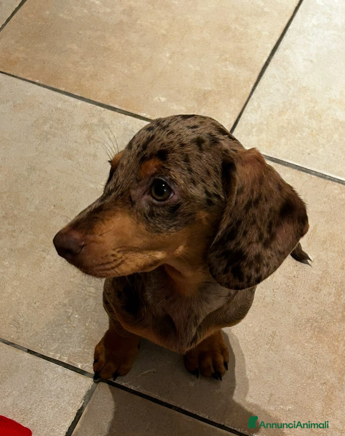 Bassotto cani BASSOTTO Bellissimo cucciolo  - Annuncio 22