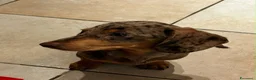 Bassotto cani in vendita: BASSOTTO Bellissimo cucciolo  - Annuncio 1
