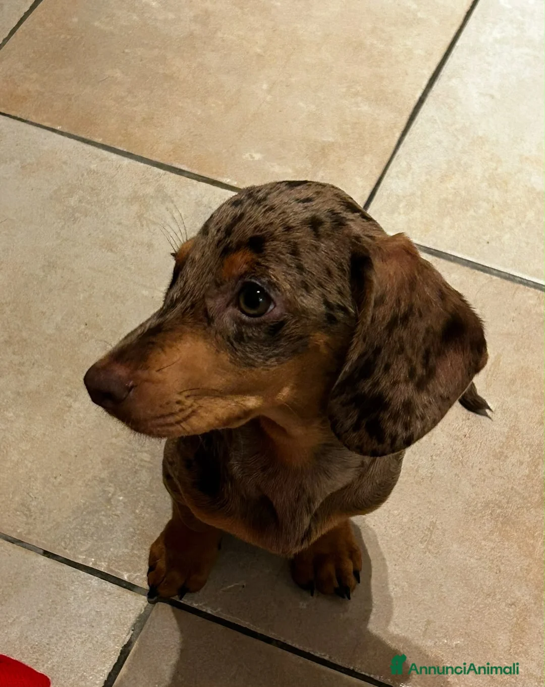 Bassotto cani in vendita: BASSOTTO Bellissimo cucciolo  - Annuncio 1