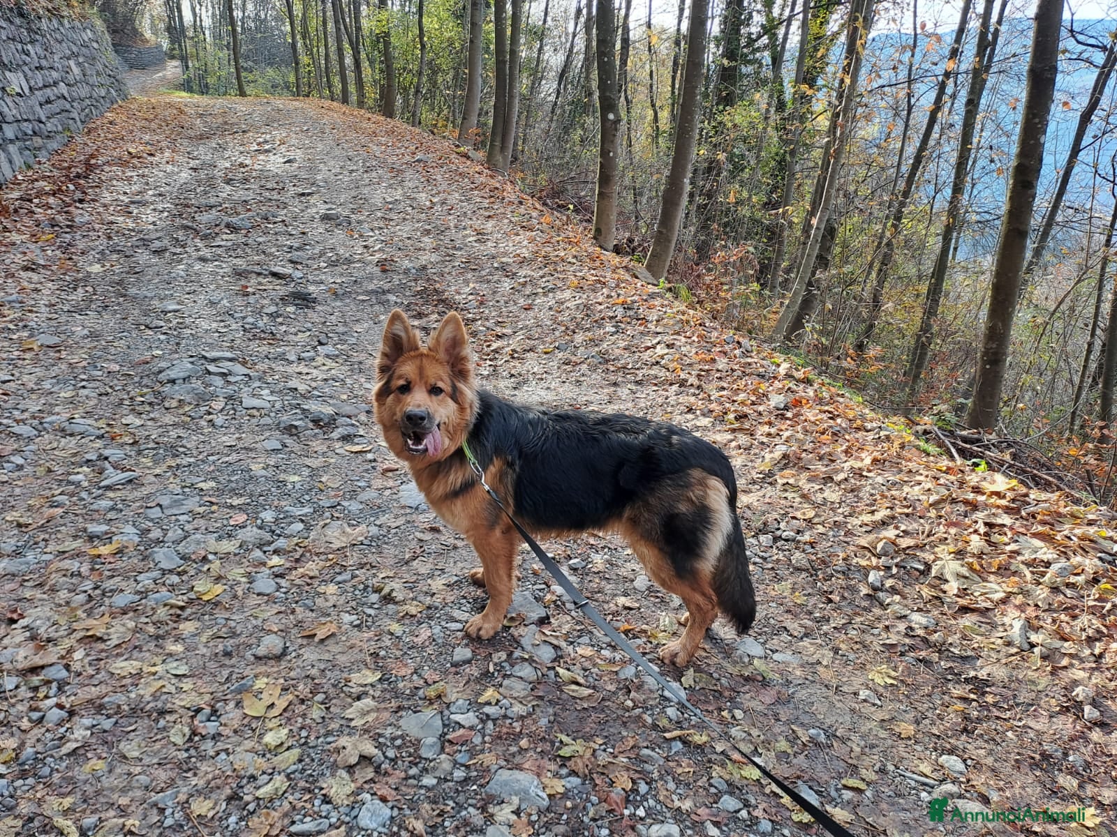 Pastore Tedesco cani Alaska cerca casa  - Annuncio 13