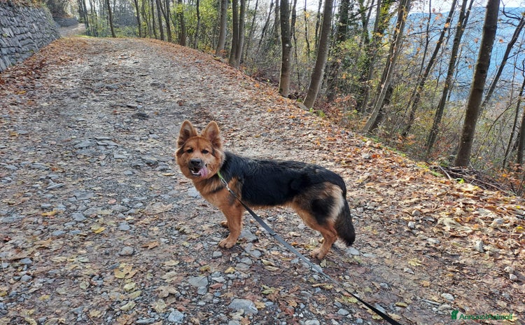 Pastore Tedesco cani Alaska cerca casa  - Annuncio 4