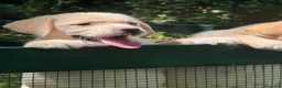 Labrador cani in vendita: Labrador retriever - Annuncio 7
