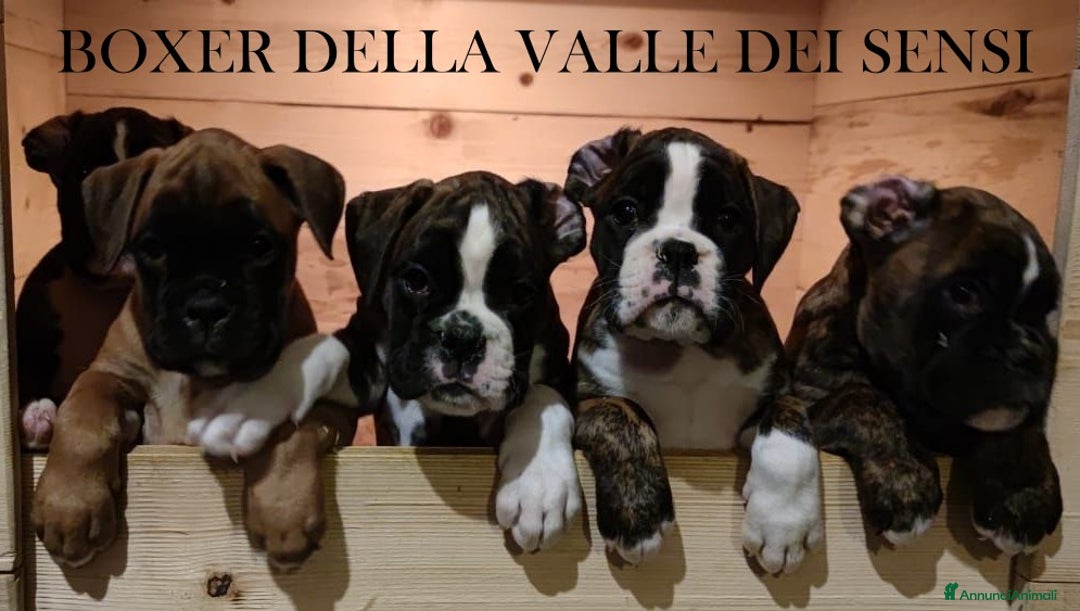 Boxer cani in vendita: BOXER CUCCIOLI VENDO A TRENTO E VERONA - Annuncio 11