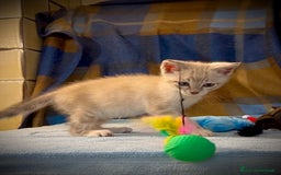 Siamese gatti in regalo: Gattino occhi azzurri incrocio siamese a Metropolitan City of Rome Capital - Immagine 10