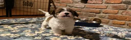 Jack Russell cani in vendita: Jack Russell femmina pelo ruvido due mesi - Annuncio 2
