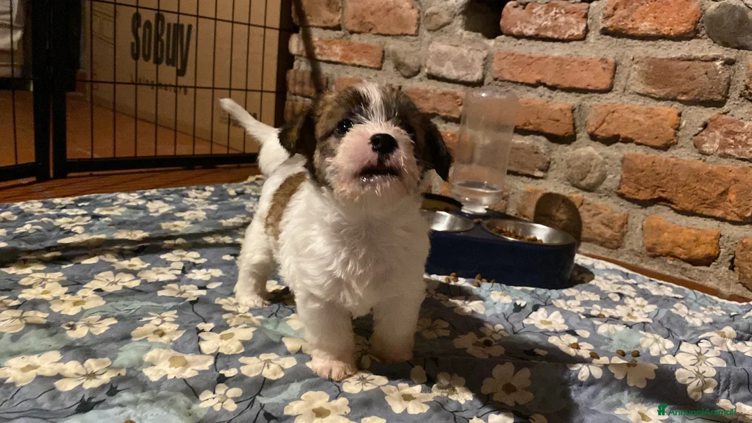 Jack Russell cani in vendita: Jack Russell femmina pelo ruvido due mesi - Annuncio 2