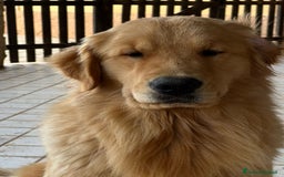 Golden Retriever cani in vendita: Golden Retriever Americano a Valle d'Aosta - Immagine 6