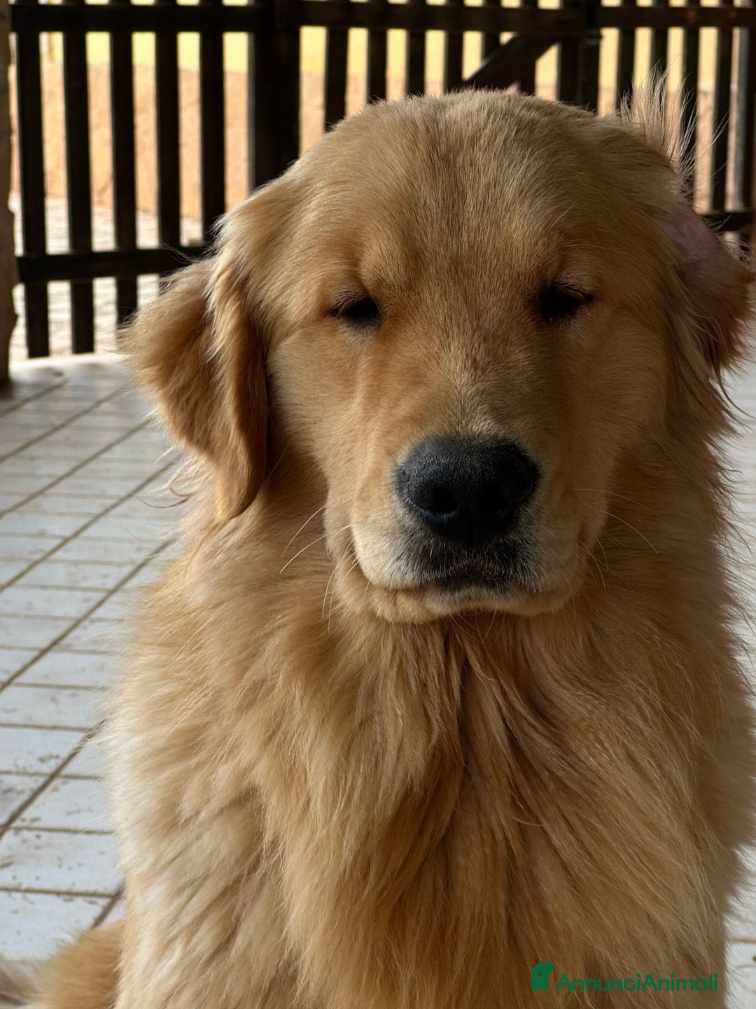 Golden Retriever cani in vendita: Golden Retriever Americano a Valle d'Aosta - Immagine 6
