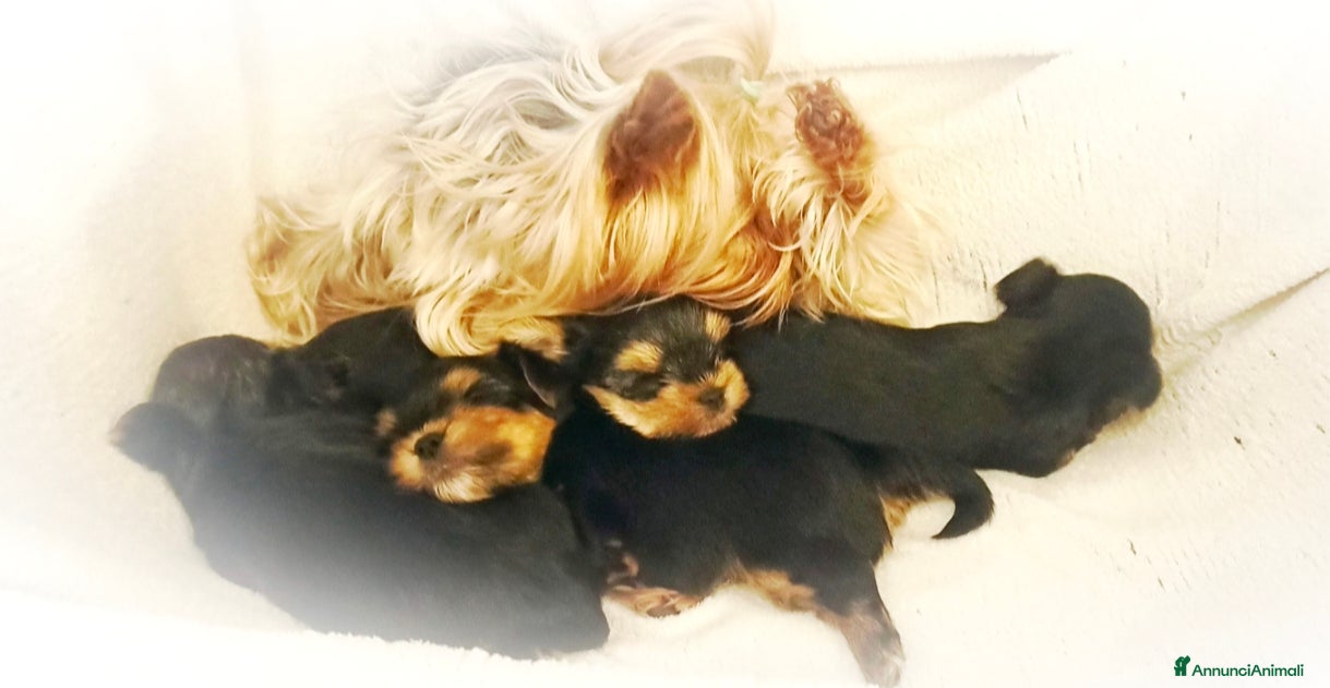 Yorkshire cani Yorkshire toy - Annuncio 2