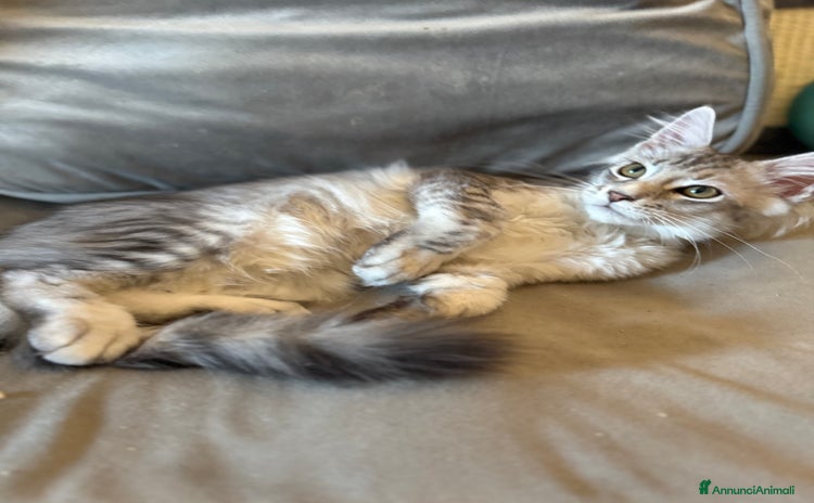 Maine Coon gatti a Città metropolitana di Roma Capitale - Annuncio 16