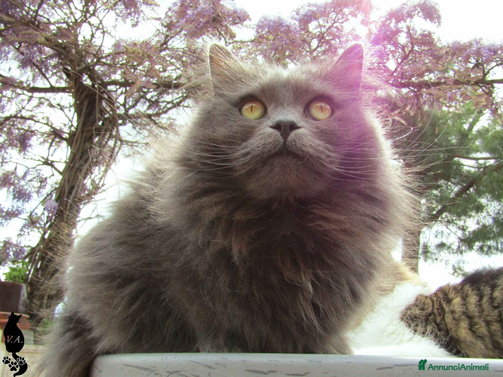 Siberiano gatti Gatto siberiano maschio per monte - accoppiamento - Annuncio 2