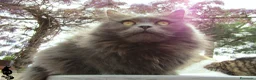 Siberiano gatti per accoppiamento: Gatto siberiano maschio per monte - accoppiamento - Annuncio 2