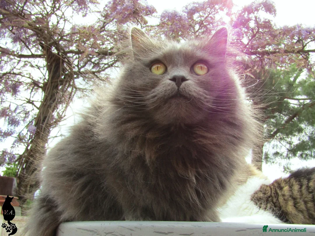 Siberiano gatti per accoppiamento: Gatto siberiano maschio per monte - accoppiamento - Annuncio 2