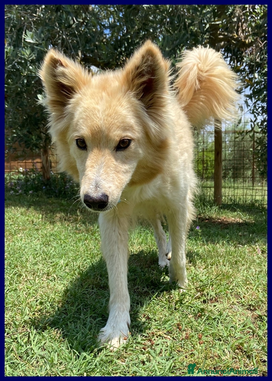 Meticcio cani in regalo: LUCKY-COTONE, IL NOSTRO ANGELO PELOSO, ASPETTA ANC a Città metropolitana di Milano - Annuncio 19