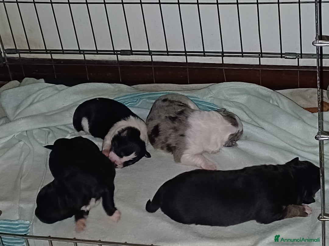 Border Collie cani in vendita: Crazy Colors - Annuncio 2