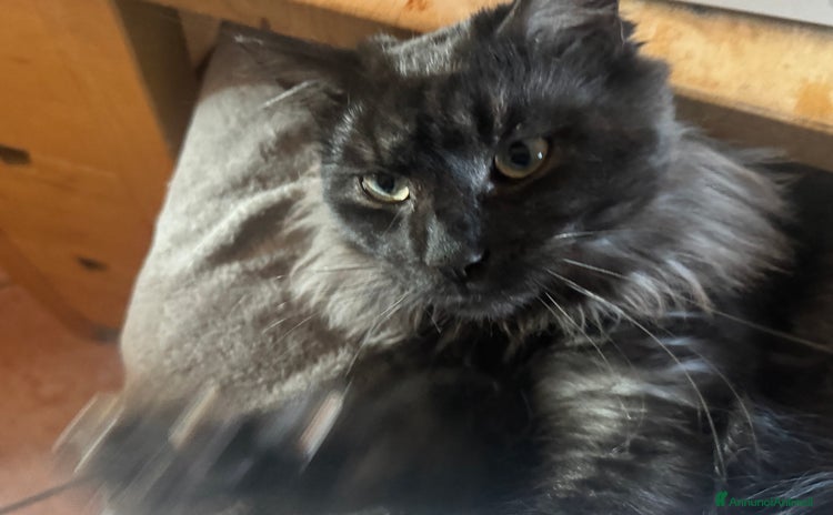 Maine Coon gatti a Provincia di Brescia - Annuncio 6