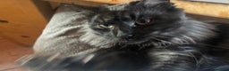 Maine Coon gatti per accoppiamento: Stallone Black smoke Maine Coon Per accopiamento a Provincia di Brescia - Annuncio 4