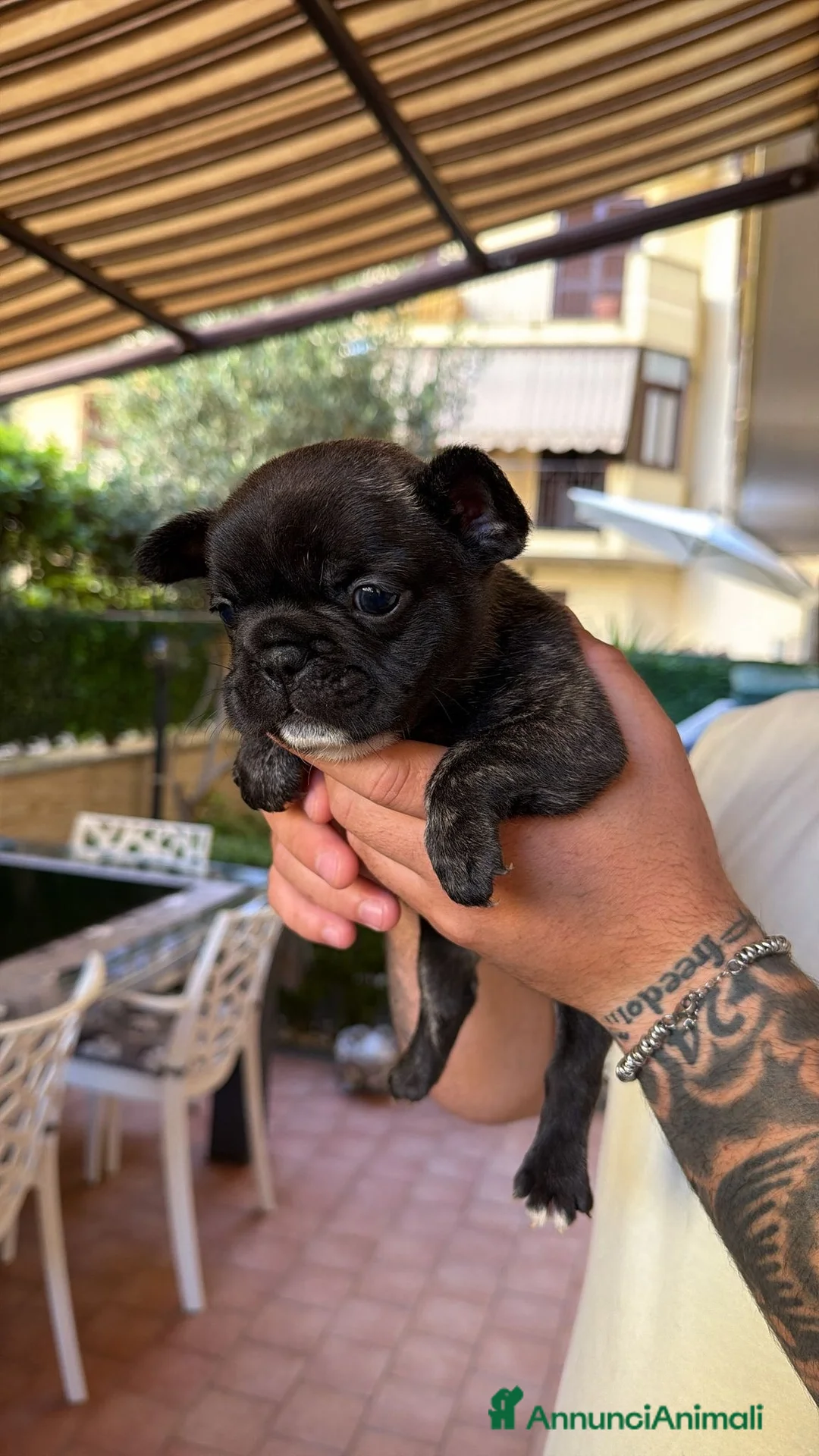 Bulldog Francese cani in vendita: Bulldog Francese a Provincia di Treviso - Annuncio 5